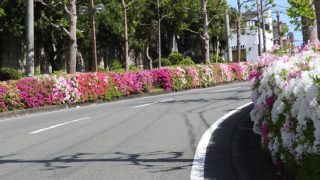 鹿ノ台自慢の　つつじ見ごろ