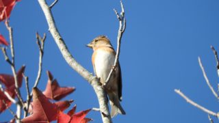 アトリの群れ(2018/10/26)