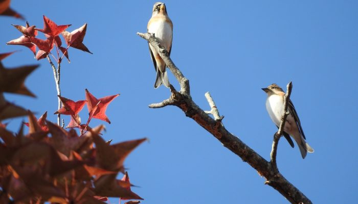 中央公園の「アトリ」