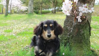 第２回ペット写真in鹿ノ台　大・募・集