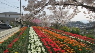 春・爛漫～鹿ノ台チューリップフェア2019～