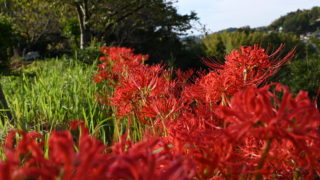 オープンガーデンの彼岸花が満開です
